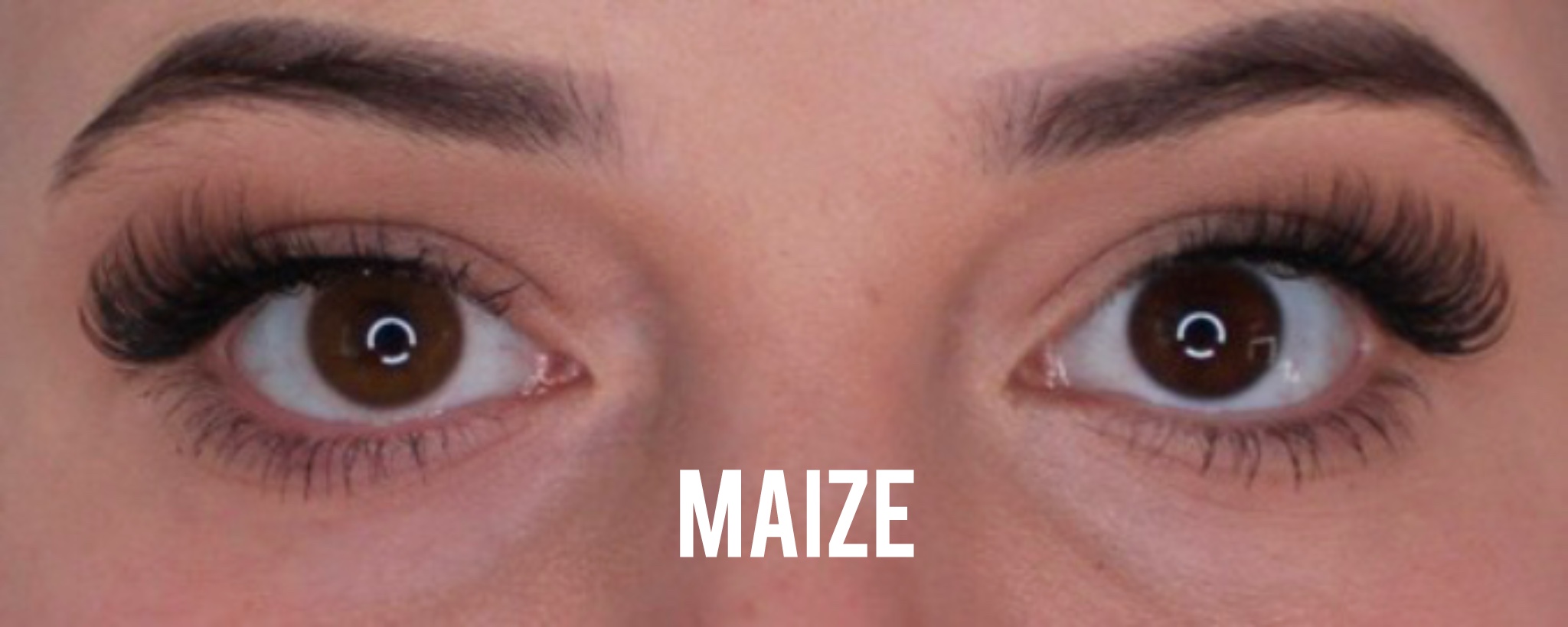 Maize Jahreslinsen - Image 2